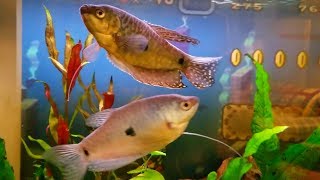 My new 3Spot Gouramis Blue Gourami [upl. by Recnal589]