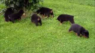 Rottweiler Puppies 6 Weeks Old [upl. by Ailegave]