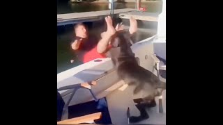 Quand Chats et Chiens Pètent les Plombs  Compilation Hilarante [upl. by Ailehc]