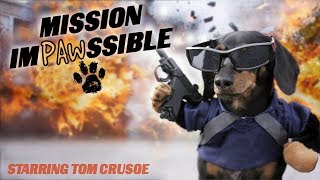 MISSION IMPAWSSIBLE  Funny Wiener Dog Action Movie [upl. by Ardnuaet761]