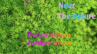 Polytrichum juniperinum commonly known as Juniper hair cap moss a Bryophyte moss [upl. by Aivatan994]