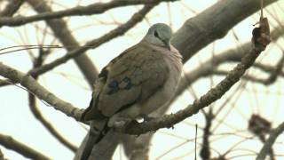 BLACKBILLED WOOD DOVEGambia [upl. by Ranit]