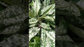 5 Perennial Plants with Variegated Leaves in My Garden 🌱 [upl. by Fee670]