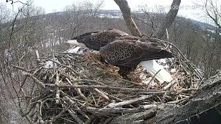 2024 Hanover Bald Eagles  INTRUDER [upl. by Leinahtan]