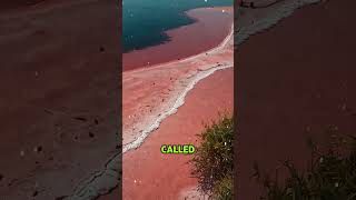 Lake Hillier facts science haveyouever planet nature australia tourism lake hillier [upl. by Aihseyn]