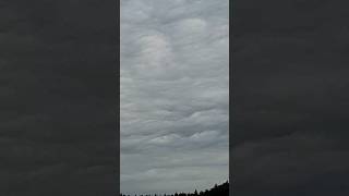 Asperatus undulatus 14724 [upl. by Ellenehc]