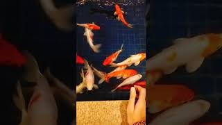 Wao kitne sare colour ful fish 🐠🐟youtubeshorts fish fishing suryansh [upl. by Naed986]