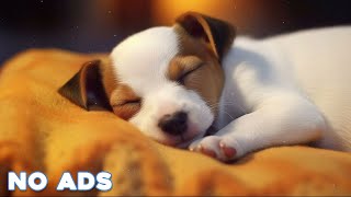 12 Hours Anti Anxiety Music For Dogs 🐶 Stress Relief Music For Dogs ♬ Calming Music For Dogs [upl. by Jobe63]