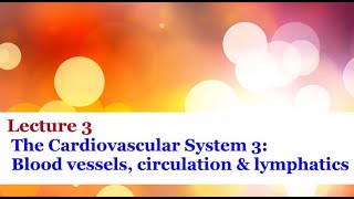 Lecture 3  Blood vessels circulation and lymphatics [upl. by Inanaup]