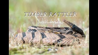 Timber Rattlesnake Strike [upl. by Luoar]