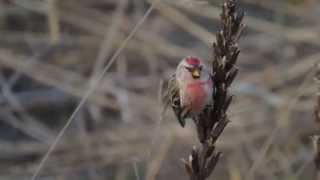 ベニヒワ Redpoll [upl. by Tully]