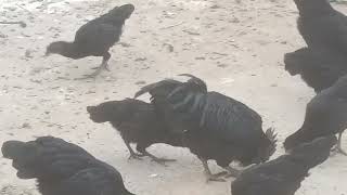 Ayam Cemani Pathe pathian adult Price6500 eachMultan Cargo available 03058765505 [upl. by Gerson]