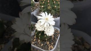 Gymnocalycium LB VOS 014a ‘s triple white flower is blooming cactus gymnocalycium cactaceae [upl. by Aicul]