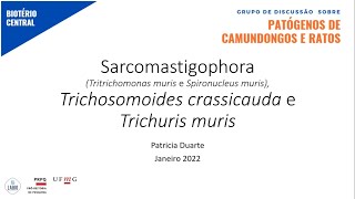 Sarcomastigophora Tritrichomonas muris Spironucleus  Trichosomoides crassicauda e Trichuris muris [upl. by Aube]