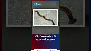 ছোট্ট কিন্তু অথচ শক্তিশালী প্রাণ যতবার কাটে ততবার জন্মে HammerheadWorm Short Rtv [upl. by Emanuele138]