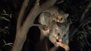 Brushtail Possum Mother [upl. by Otina893]