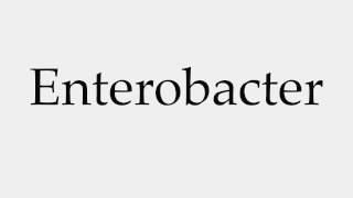 How to Pronounce Enterobacter [upl. by Esinej]