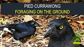 Pied Currawong call birds birdwatching birdsounds கரவாங் பறவை [upl. by Wrand]