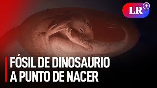 El increíble HALLAZGO en China de un EMBRIÓN de DINOSAURIO INTACTO que se PREPARABA PARA NACER [upl. by Elocn]