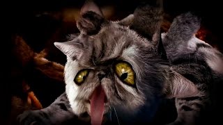 Cyriaks cat movie [upl. by Nomolos]