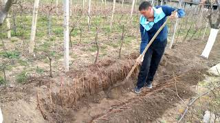 Grow Grape Vines from Cuttings Hardwood Propagation [upl. by Saffian]