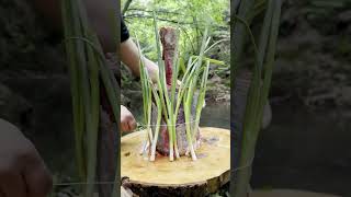 bushcraft survival fire food cooking rezept recept البقاء uppskrift oppskrift [upl. by Lexis]