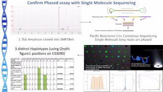 Genomic and cannabinoid profile of a putatively novel cannabis species [upl. by Aisac266]