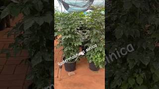 Day 81365 nursery outdoor outdoorplant plant radermachera [upl. by Karim225]