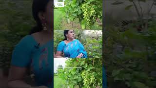 எங்கள் மொட்டை மாடி தோட்டத்தில் திராட்சை கொடி  Anitha Kuppusamy Terrace Garden Vlog [upl. by Cowden732]