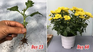 How to grow yellow chrysanthemum from cuttings fast and easy [upl. by Chelsey]