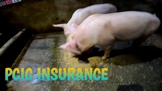 LEGIT BA ANG PCIC INSURANCE  TERZAGHI TV [upl. by Iniffit900]