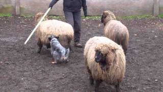 Tazs First Herding Lesson [upl. by Hoebart200]