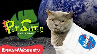 Homemade Cat Calendar  PET SITTER CHALLENGE [upl. by Adiela838]