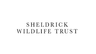 Sheldrick Wildlife Trust logo unveiled  Sheldrick Trust [upl. by Sidnala]