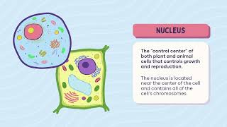 Structural Organisation of the CELL  Part  2 [upl. by Anitahs]