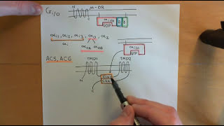 Cyclic AMP Signalling Part 12 [upl. by Torie530]