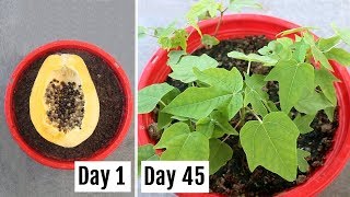 How to Grow Papaya from Seeds at Home EASILY [upl. by Halehs]