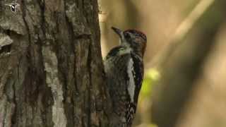 Yellowbellied Sapsucker Drilling Sap Wells [upl. by Yssirc]