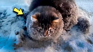 A Stray Kitten Frozen in the ice was Rescued Found a Home and Turned Out to Be a Pedigree Cat [upl. by Attegroeg]