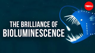 The brilliance of bioluminescence  Leslie Kenna [upl. by Leventhal]