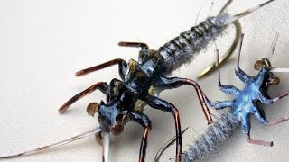 Realistic stonefly nymph fly tying instructions by Ruben Martin [upl. by Novled]