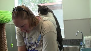 Funny cat gives woman a back massage [upl. by Ahtnamas]