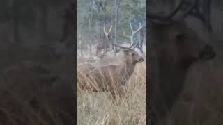 Kanha junglesafari kanhanationalpark travel shorts youtube trending barasingha wildlife [upl. by Apollo961]