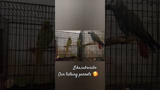 Green ringneck parrot vs african grey parrot talking shorts [upl. by Anoblav]