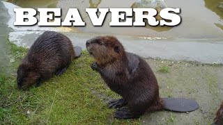 All About Beavers for Children Animal Videos for Kids  FreeSchool [upl. by Bonine]