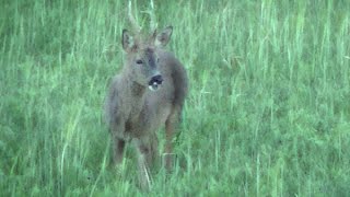 Videos de Corzos en Soria [upl. by Oren168]