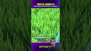 inovasi budidaya padi dengan kepiting di sawah shorts [upl. by Cirnek]