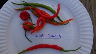 ⟹ Indian Jwala Pepper Capsicum annuum POD REVIEW pepper [upl. by Chenee]