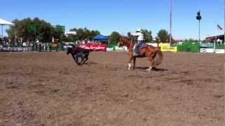 94th Livermore Rodeo Wild Cow Milking 2012 HD [upl. by Eniad]