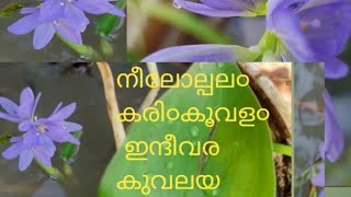 നീലോല്പല൦ കരി൦കൂവള൦ [upl. by Tibbitts735]